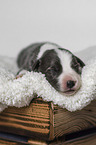 Border Collie puppy