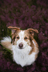 sitting Border Collie