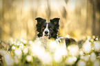Border Collie Portrait
