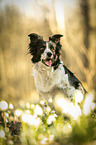Border Collie Portrait
