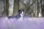 lying Border Collie