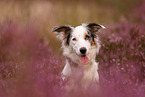 Border Collie Portrait