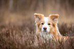 Border Collie Portrait