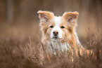 Border Collie Portrait
