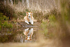 lying Border Collie