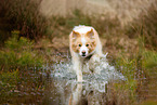 running Border Collie