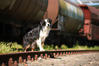 Border Collie