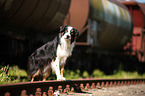 Border Collie