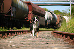 Border Collie