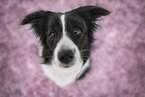 Border collie in cherry blossom