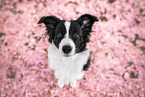 Border collie in cherry blossom