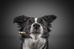 Border collie catches treat