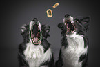 two Border Collies