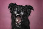 Border collie catches treat
