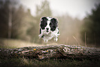 black-and-white Border Collie