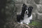 black-and-white Border Collie