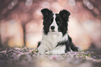 Border collie in cherry blossom