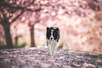 Border collie in cherry blossom