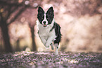 Border collie in cherry blossom