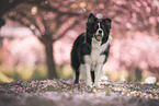 Border collie in cherry blossom