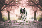 Border collie in cherry blossom