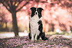 Border collie in cherry blossom