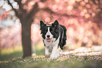 Border collie in cherry blossom