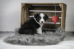 Border Collie puppy