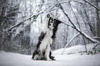 Border Collie in the winter