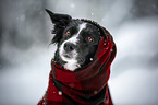 Border Collie in the winter
