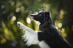 Border Collie gives paw