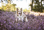 Border Collie in the heather