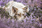 Border Collie in the heather