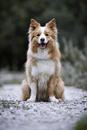 male Border Collie