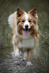male Border Collie