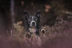 male Border Collie