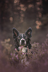 male Border Collie