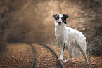 male Border Collie