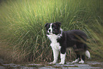 Border Collie Puppy