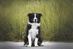 Border Collie Puppy