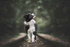 Border Collie Puppy