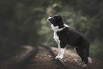 Border Collie Puppy