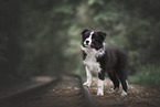 Border Collie Puppy
