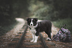 Border Collie Puppy