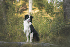 male Border Collie