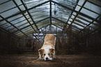 Border Collie in greenhouse