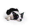 Border Collie in front of white background