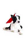 Border Collie in front of white background