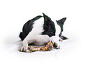 Border Collie in front of white background