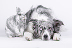 Border Collie with rabbit